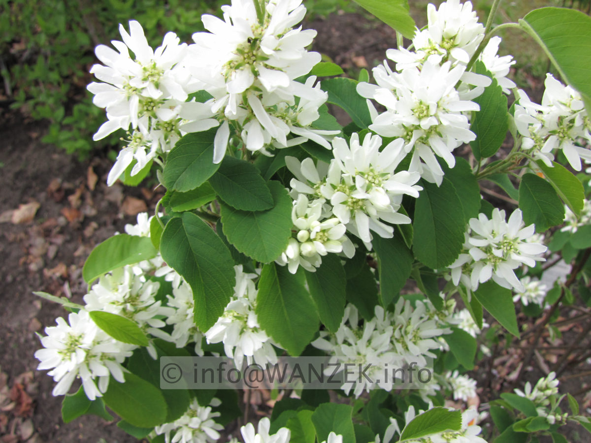Amelanchier alnifolia Obelisk - Blueten nah.JPG